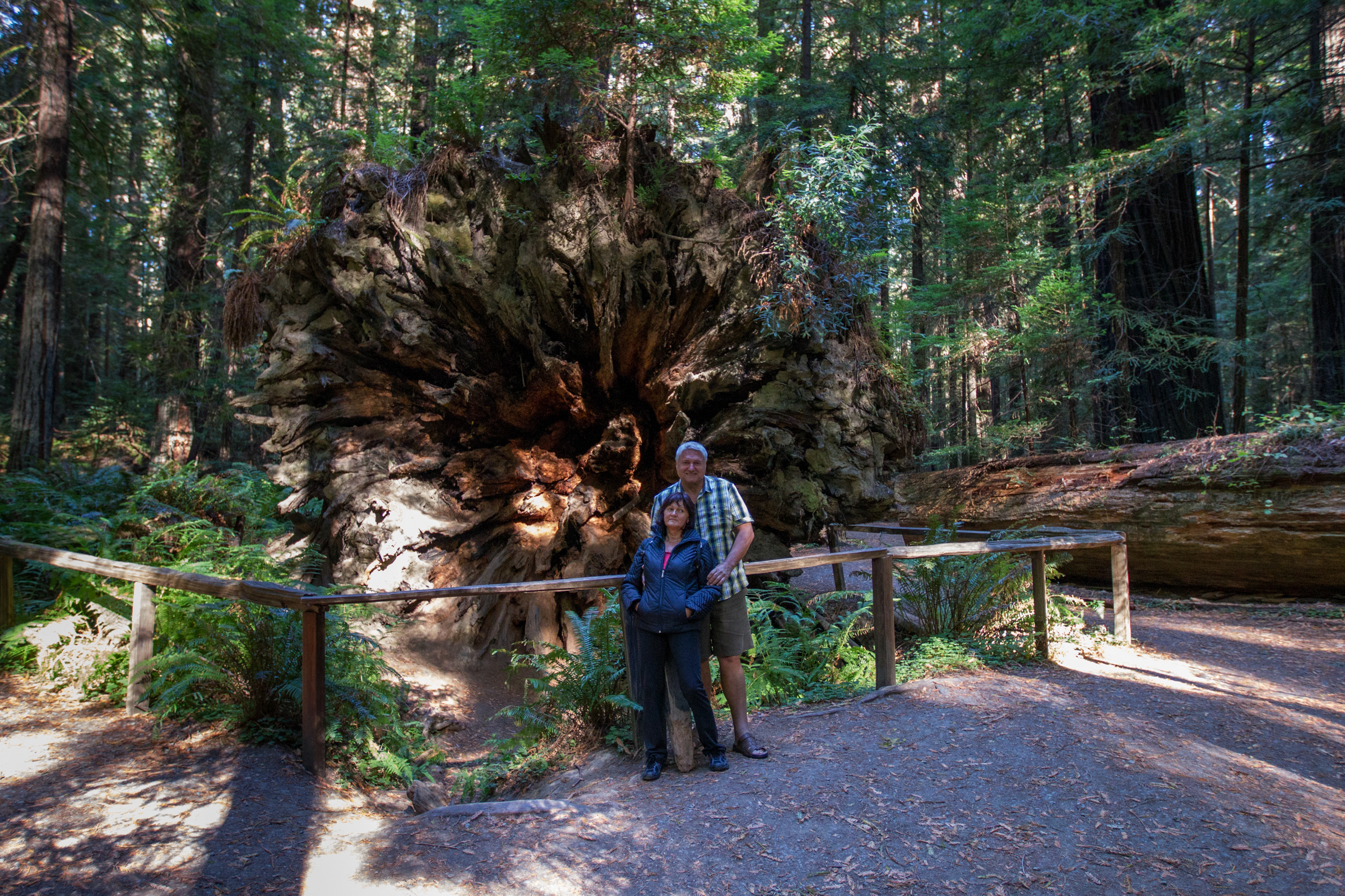 Redwood National Park, California