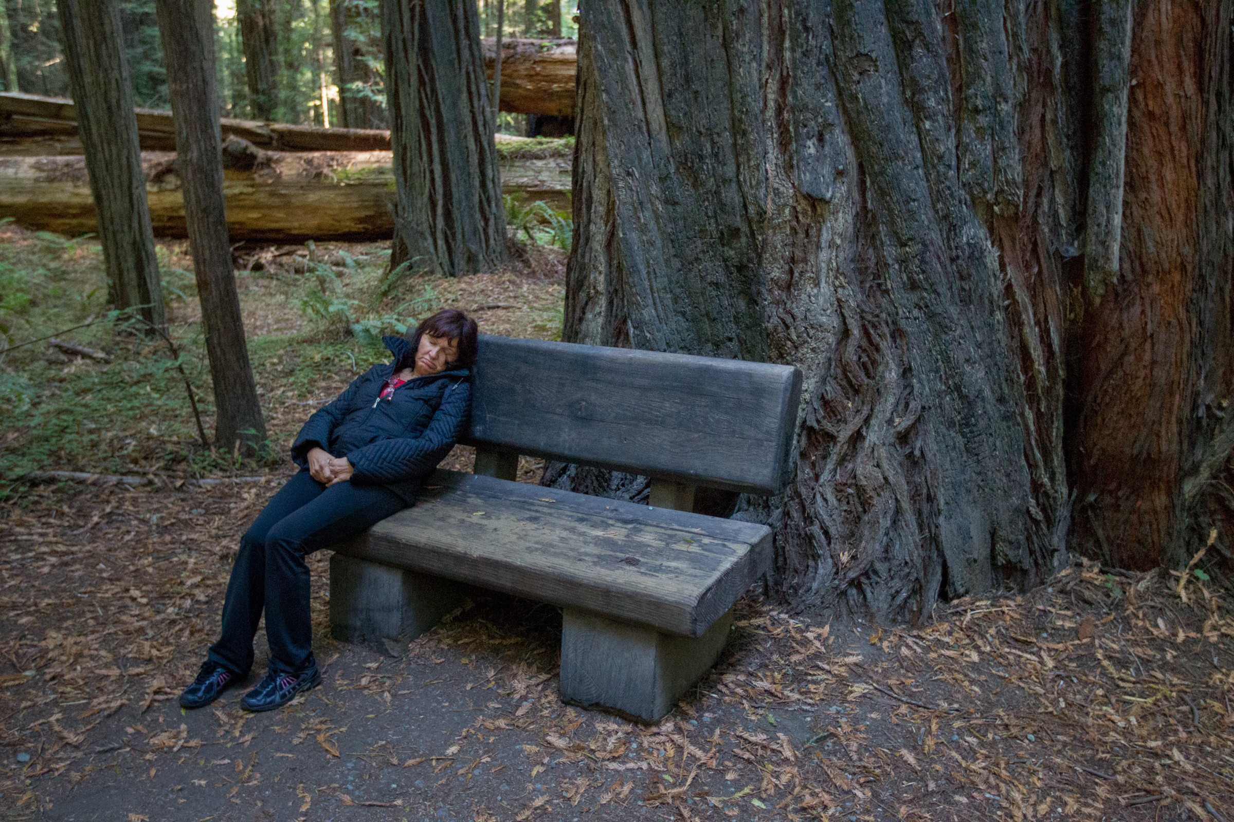 Redwood National Park, California