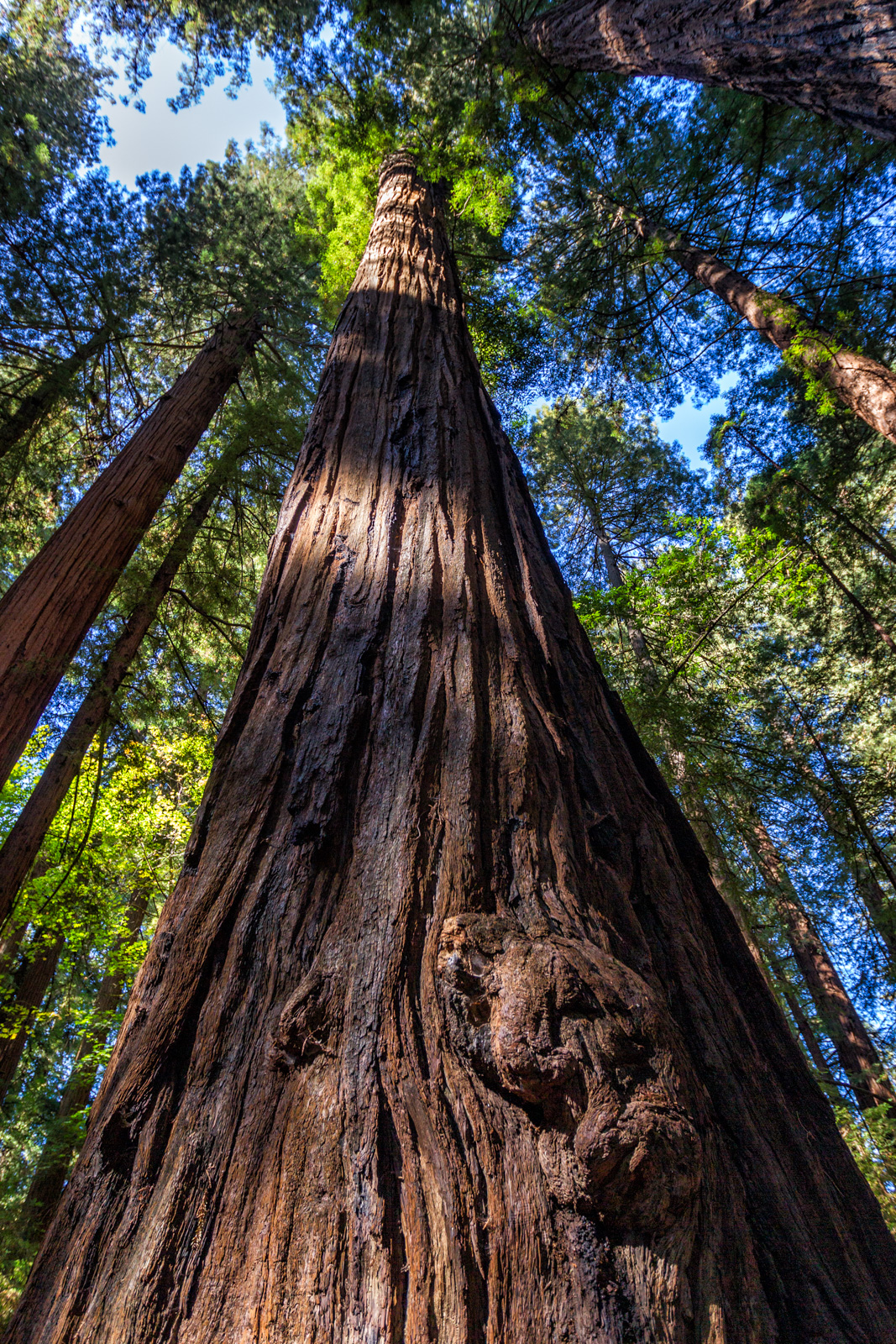 Redwood National Park, California