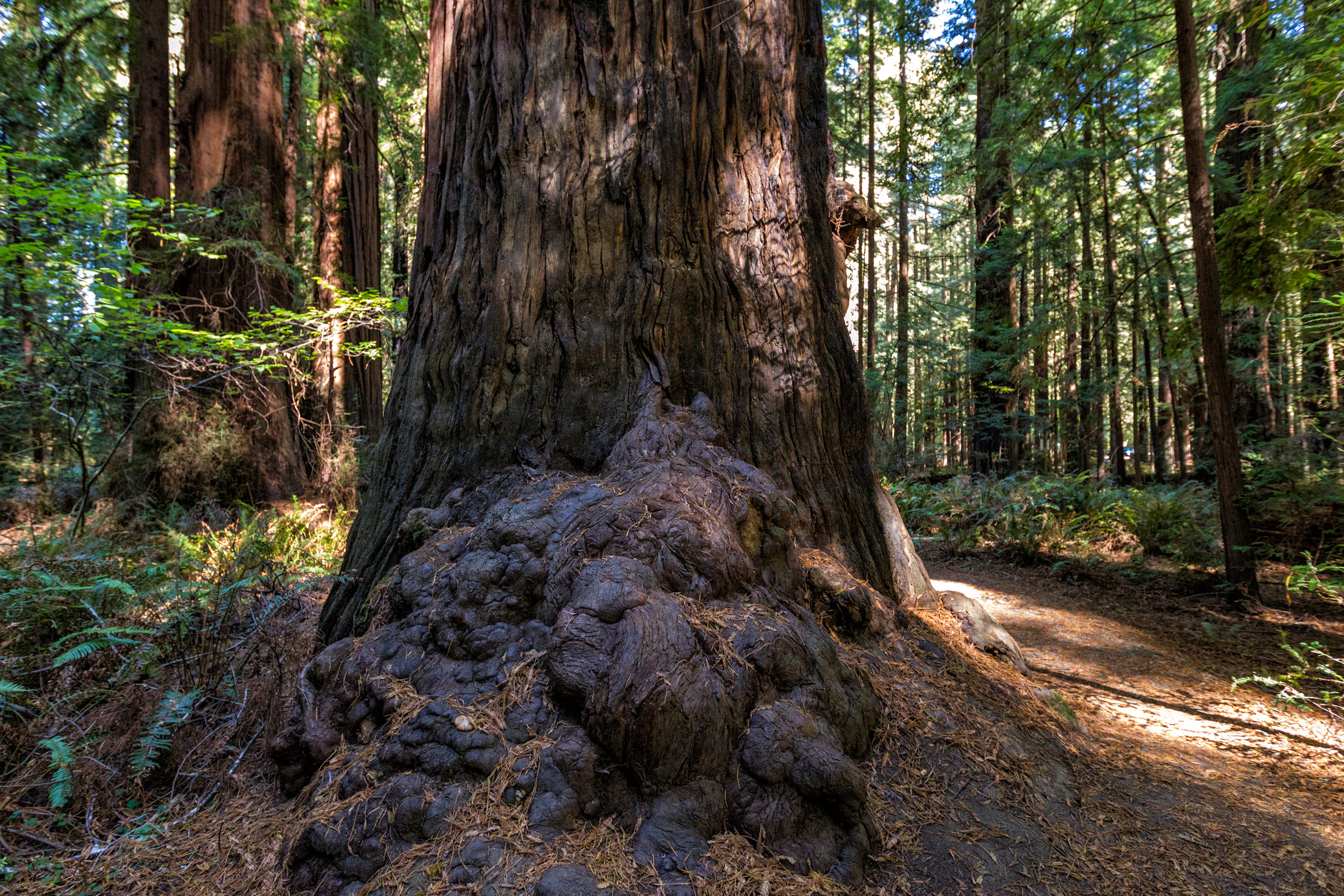 Redwood National Park, California